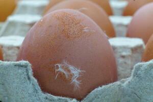 Brown chicken eggs in a carton. Eggshells have small blemishes and feathers, indicating a natural, farm-fresh origin. photo