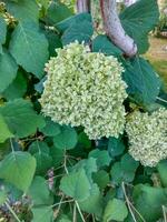 Close-up of a green hydrangea flower cluster surrounded by lush green leaves and a tree branch in a garden. Nature concept photo