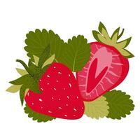 Ripe strawberries with green leaves isolated on a white background. vector