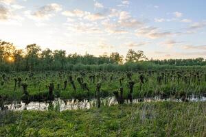 part of the forest at biesbosch national park photo