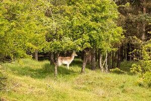 Deer at biesbosch national park in holland photo