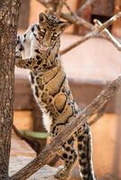 A clouded Formosan clouded leopard gracefully climbing a tree branch at the zoo, showcasing its natural agility and beauty in its habitat photo