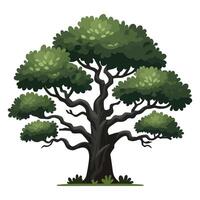 Green tree illustration with lush foliage and intricate branches on a white background vector
