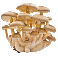 Mushroom Isolated on Transparent Background png