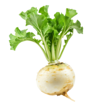 Turnip Ladys Finger Isolated on Transparent Background png