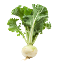 Turnip Ladys Finger Isolated on Transparent Background png