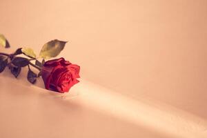 Beautiful red rose on a peach fuzz background on a narrow beam of sunlight. Backdrop with copy space, empty, isolated on peach. Template, mock up for your design, text, card, product, presentation photo