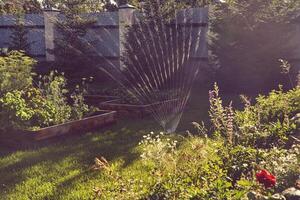 Sprinkler watering the beds with greenery, gardening, lawn and trees, automatic system. Background with copy space. photo