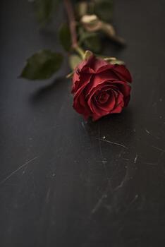 Beautiful mock up with red rose on a black scratched background. Backdrop with copy space, empty, isolated on black. Template, mockup for your design, text, card, product, presentation, art photo