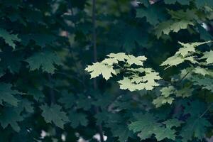 Green Maple tree leaves with copy space. Natural background. photo