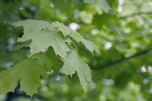 Close up of green Maple tree leaves with copy space. Natural background. photo