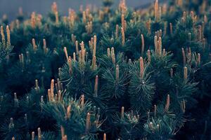 Mountain pine Pumilio close-up. Pine blossom. Background with green pine. Topographical design with selective focus and a space to copy. photo