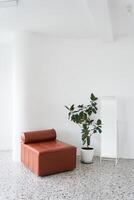 Ficus is elastic - rubber-bearing on a light background. Indoor plants in the interior with a mirror and a leather armchair with space for copying photo