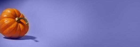 The banner is lilac in color. Close-up of a whole ripe orange pumpkin on a lilac background. The shadow of a pumpkin on the surface. With a space to copy photo