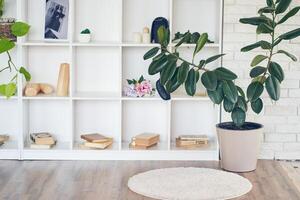 Interior design of room with white square cells, shelves, with plant Ficus elastica Robusta, candles, green leaves, books, pot. Background with copy space for your design, art object, design elements photo