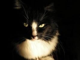 Close-up of a black cat with white spots looking at the camera with yellow eyes on an isolated black background. A close-up shot of the head of a black and white domestic cat photo