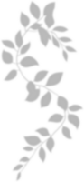 Realistic gray shadow of leaf overlay strands isolated on a transparent background. natural leaves shadow and summer design elements, top view, flat lay png