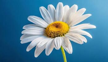 Beautiful daisy with white petals on blurred blue background. Spring flower. photo
