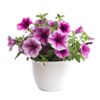 fresh Petunias on white pot isolated on a transparent background png