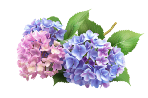 beautiful hydrangea with clusters of multi-colored blooms on transparent background png