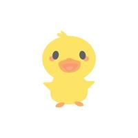 a cute little yellow duck on a white background vector