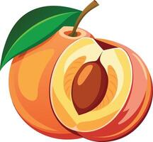 Ripe apricot showing its stone and juicy flesh vector