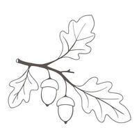 Oak branch with leaves and acorns contour drawing. vector