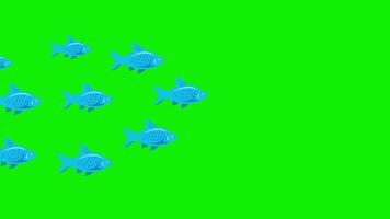 flock of fish animation swimming moving on green background 4k animation video