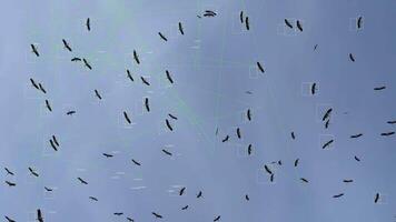Flock of birds flying across a clear blue sky with motion detection overlay and tracking boxes, creating a dynamic and engaging scene perfect for security footage simulations and nature observation video