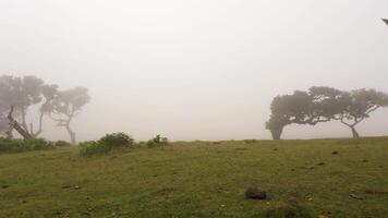 Trees of Fanal Enchanted Forest in Fog. Aerial Drone Shot. Madeira, Portugal. Moving Backwards Slowly at Low Level video
