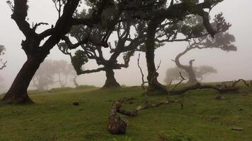 Trees of Fanal Enchanted Forest in Fog. Aerial Drone Shot. Madeira, Portugal. Moving Forward Slowly at Low Level video