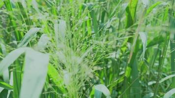 Close-up view of a reeds in sunlight on a sunny day. nature footage concept video