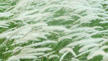 White cattail flowers flutter in the wind. video