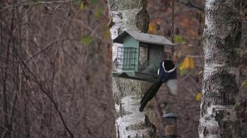 Magpie Bird Struggling To Eat From a Bird Feeder for Small Birds video