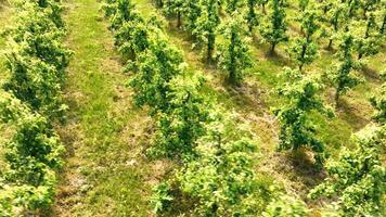 Garden of young trees view from above. Apple trees have completed their flowering period and small fruits have appeared. Green trees in the garden video