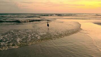 Sunset Shore with Wading Bird, sunset over the ocean with soft waves rolling onto the shore A solitary bird wades in the shallow water video