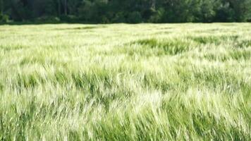 Sunset wheat field. Green wheat sprouts on a field in the rays of sunset, with young shoots at spring. Concept of wheat farming, agriculture and organic eco-bio food production video