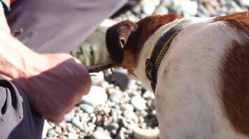 Cute senior Fox Terrier puppy fetching a stick on the beach. Handsome man and his dog playing fetch at the beach on sunset. Slow motion video