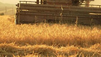 Harvesting Wheat Field. Wheat harvest. The combine mower mechanism cuts the spikelets of wheat. video