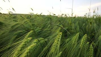 Sunset wheat field. Green wheat sprouts on a field in the rays of sunset, with young shoots at spring. Concept of wheat farming, agriculture and organic eco-bio food production video