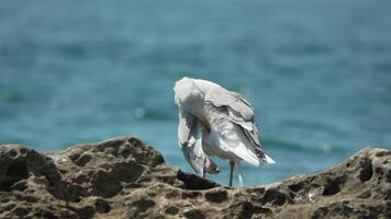 Seagull Preening Rocks Ocean - A seagull preens its feathers while standing on rocks by the ocean. video