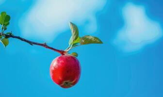 Apple on a branch with a blue sky background photo