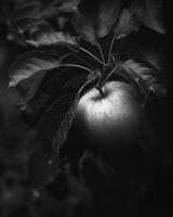 Apple with a bit of sunlight filtering through the leaves photo