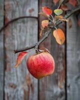 Apple on a branch with a rustic wooden fence in the background photo