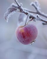 Apple on a branch with a slight frost photo