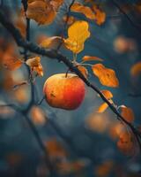 Apple on a branch with autumn colors in the background photo