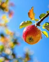 Apple on a branch with a blue sky background photo