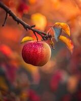 Apple on a branch with autumn colors in the background photo