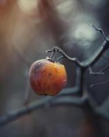 Apple on a branch with a slight frost photo