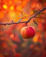 Apple on a branch with autumn colors in the background photo